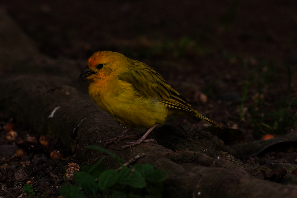 Saffron Finch - ML640601476
