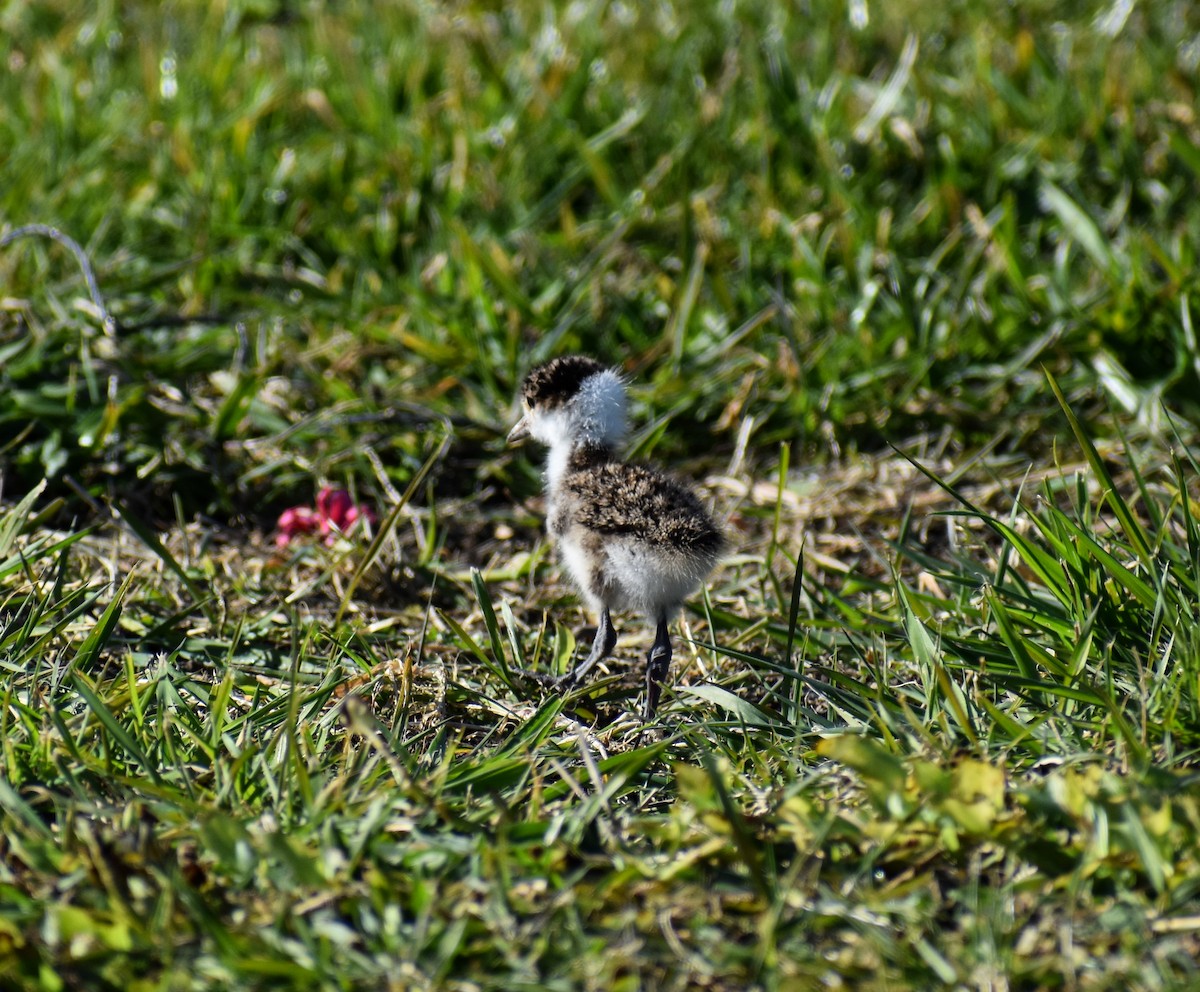 Masked Lapwing - ML640601479