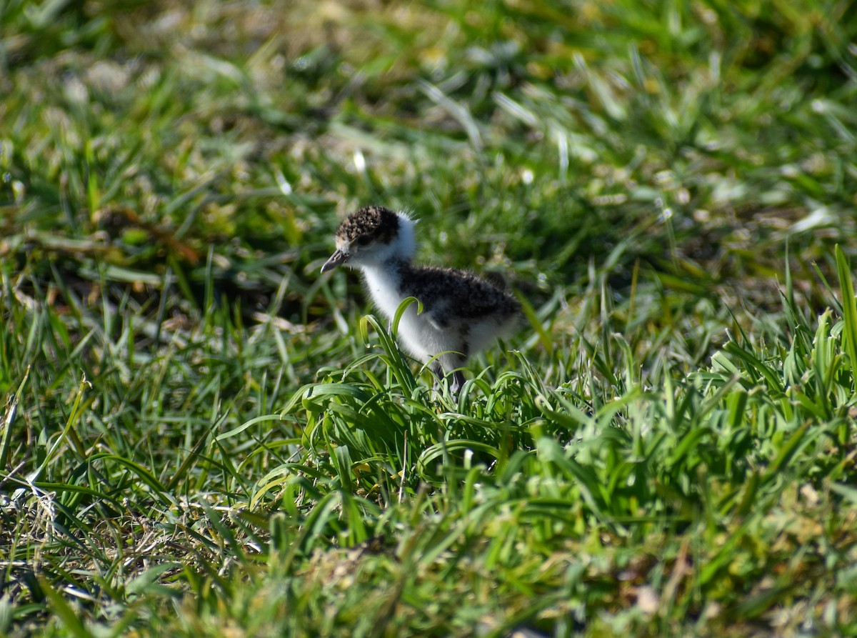 Masked Lapwing - ML640601480