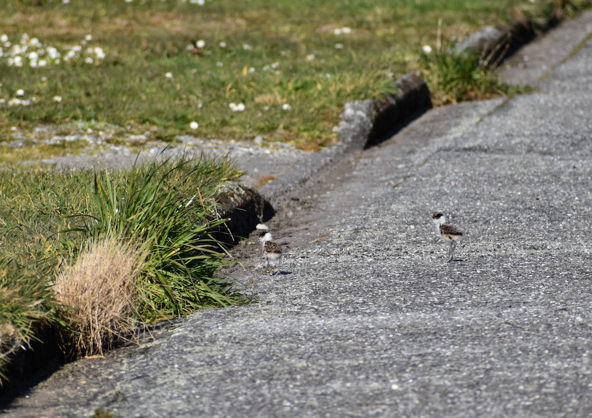 Masked Lapwing - ML640601481