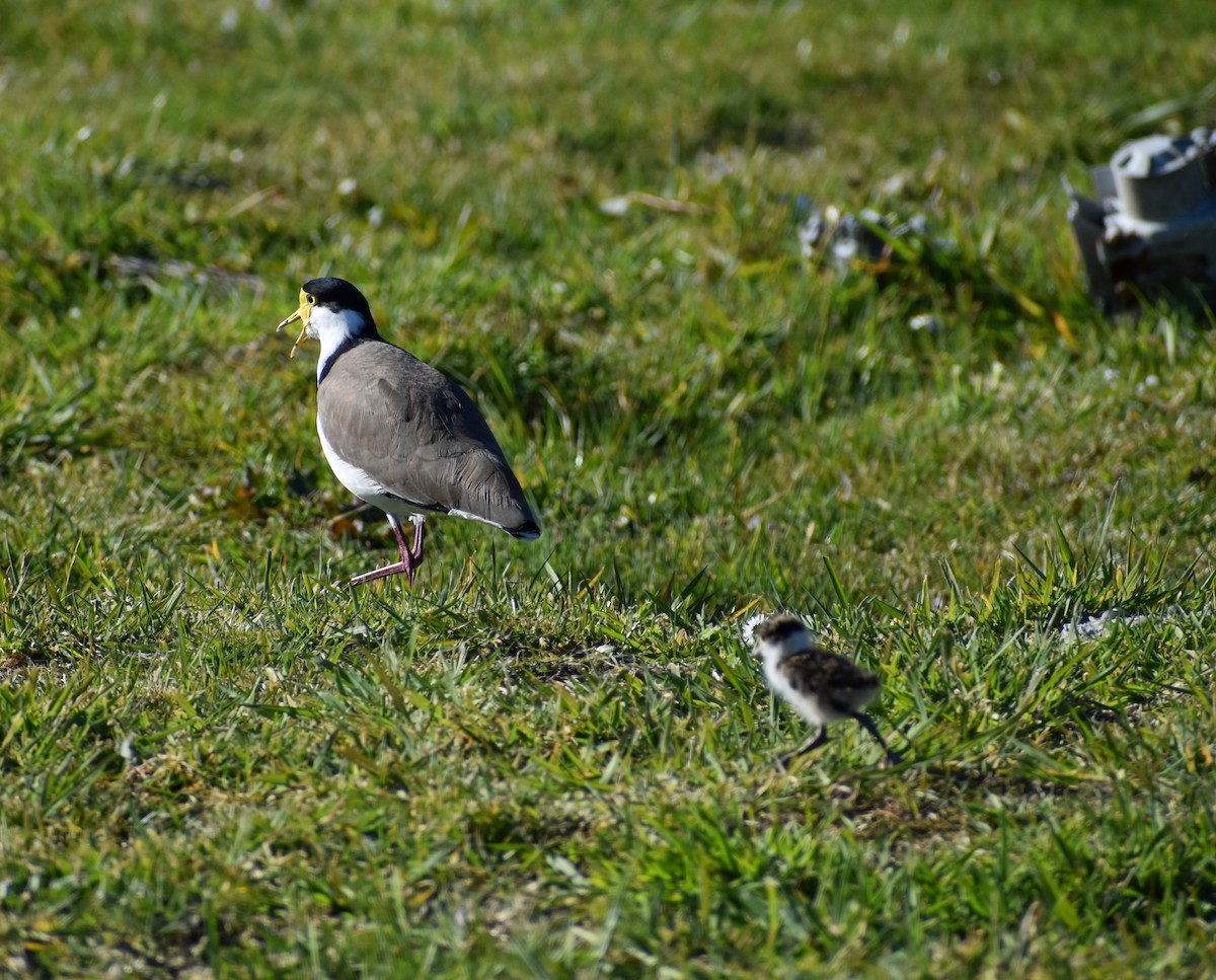 Masked Lapwing - ML640601482