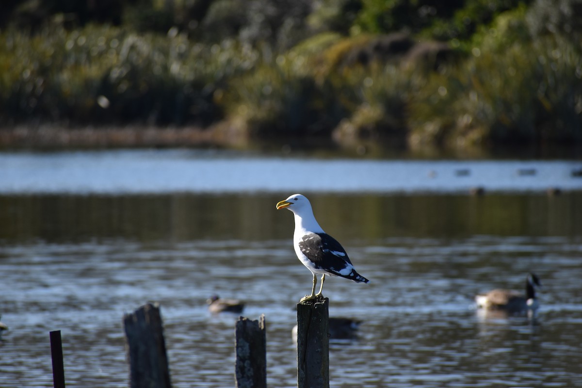 Kelp Gull - ML640601515