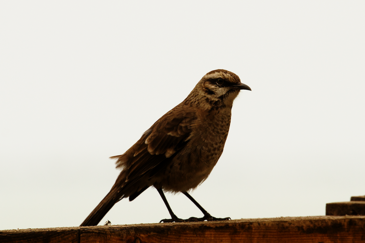Long-tailed Mockingbird - ML640601516