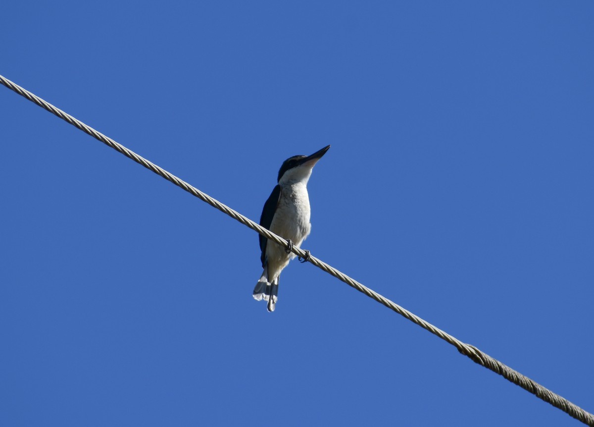Sacred Kingfisher - ML640601529