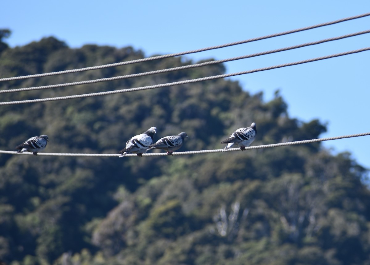 Rock Pigeon (Feral Pigeon) - ML640601548