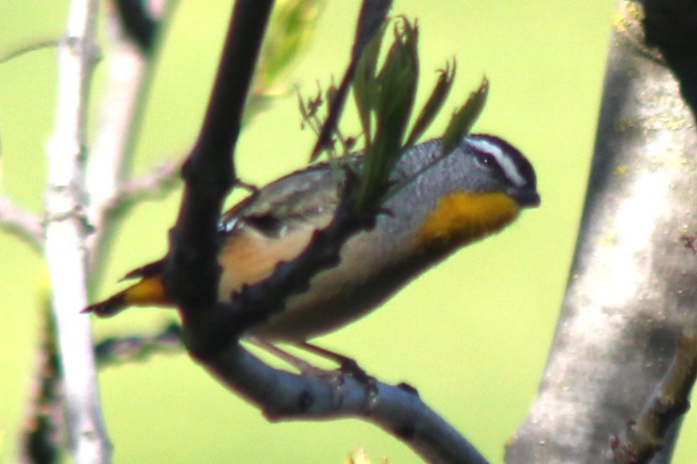 Spotted Pardalote - ML640601549