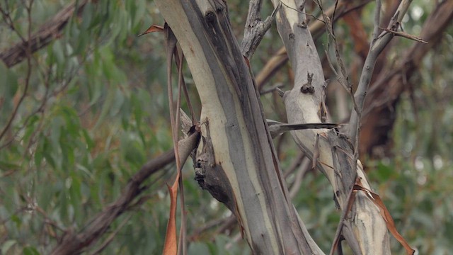 Yellow Wattlebird - ML640601556