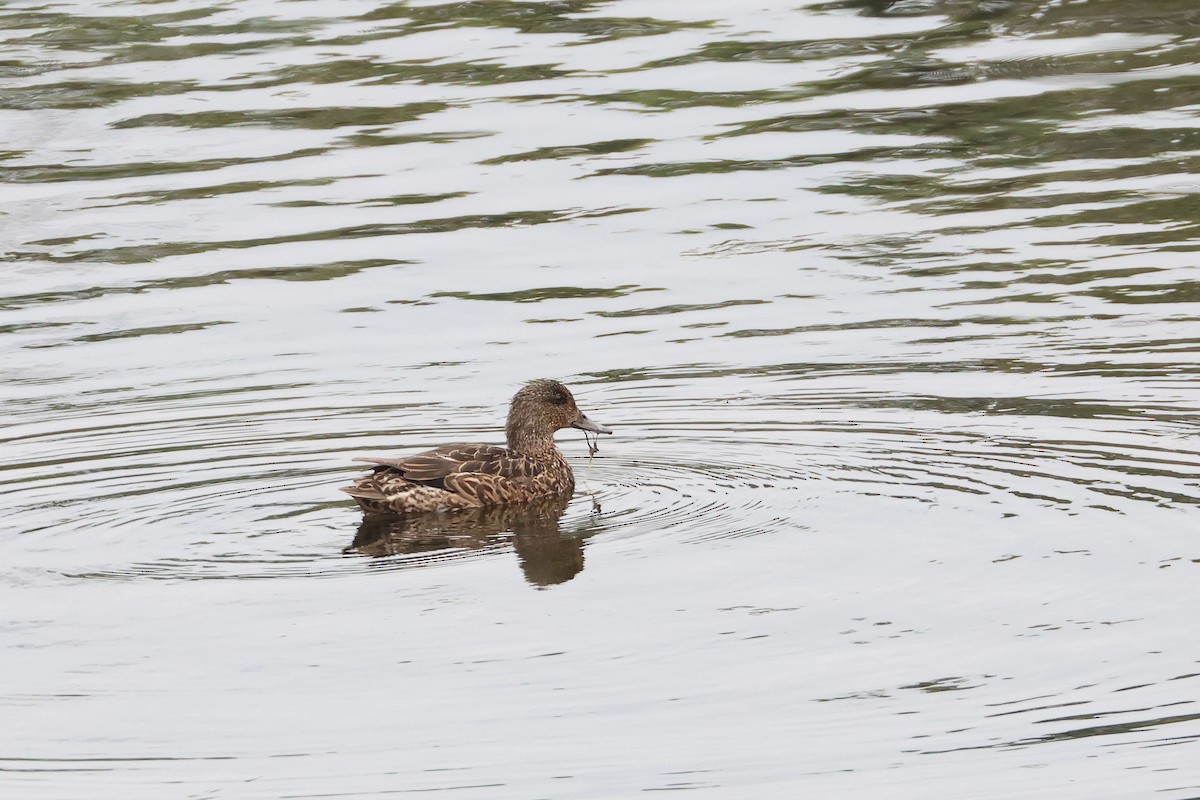 Falcated Duck - ML640601557
