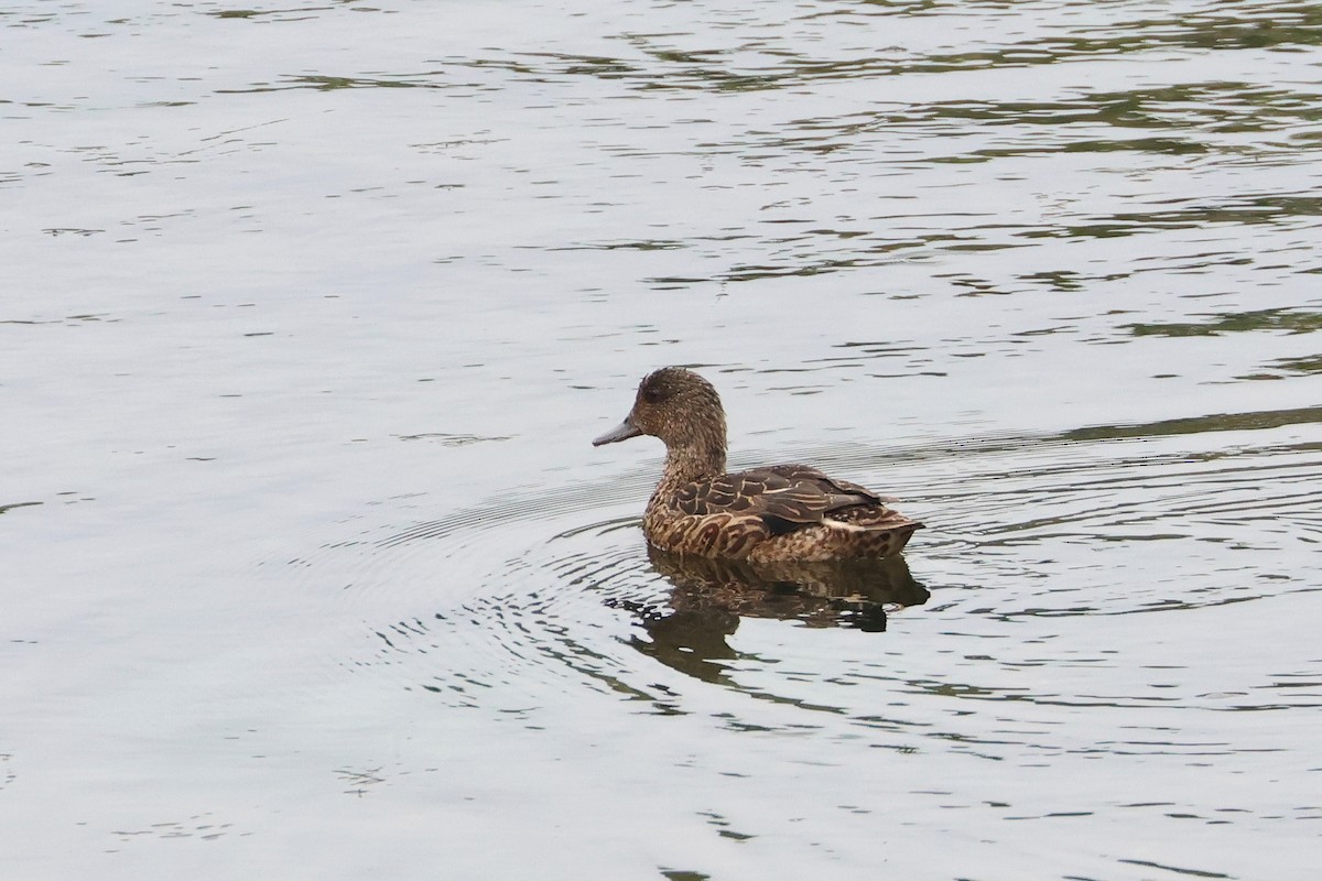 Falcated Duck - ML640601558