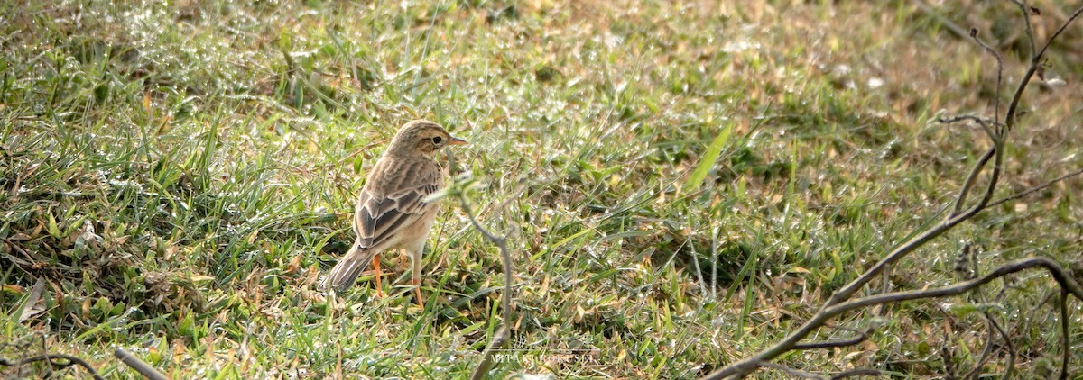 Richard's Pipit - ML640601572