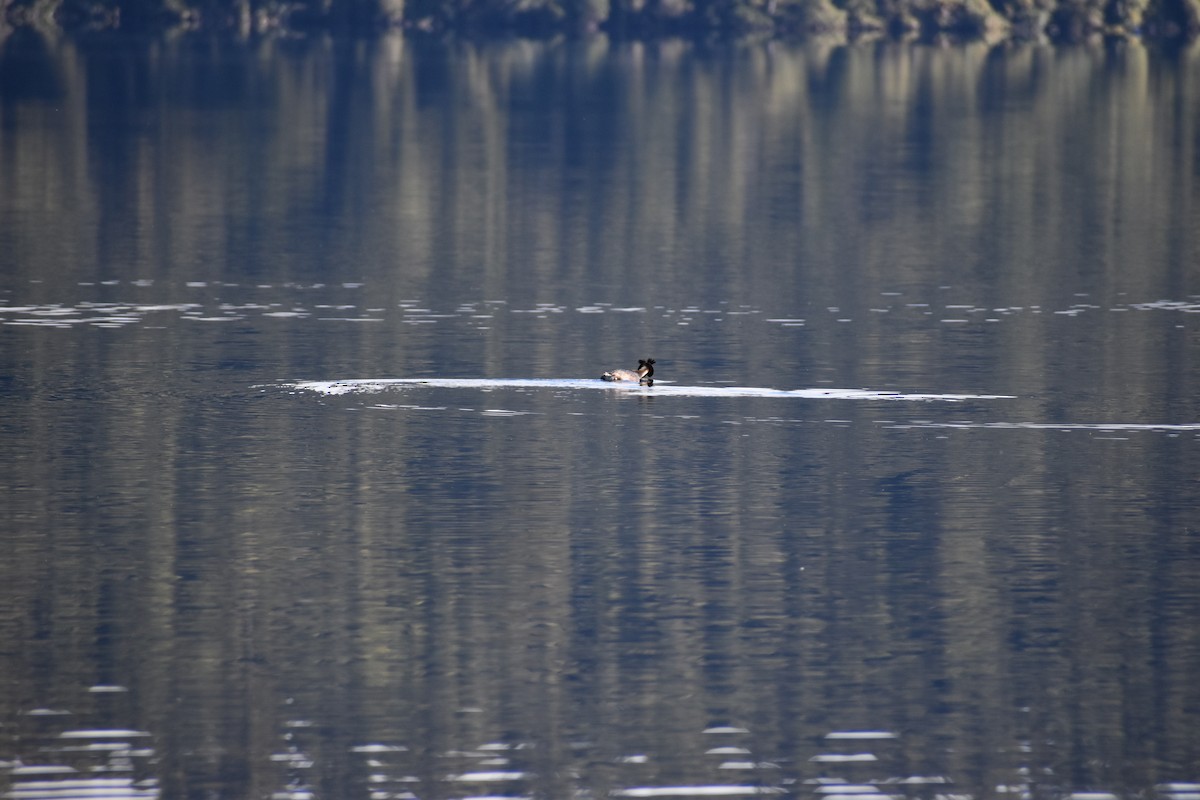 Great Crested Grebe - ML640601620