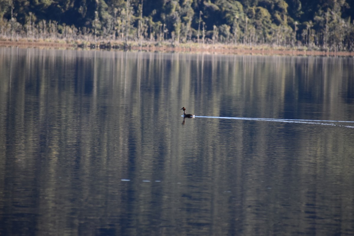 Great Crested Grebe - ML640601621