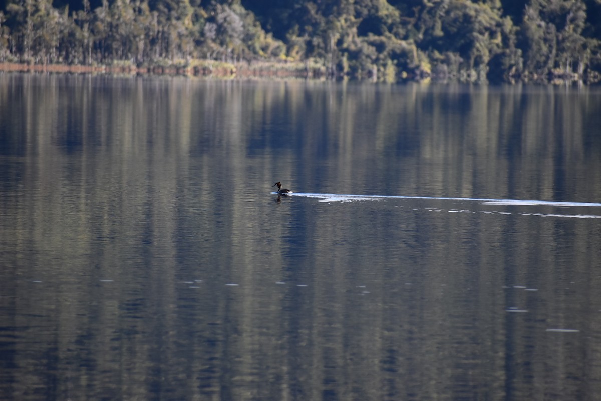 Great Crested Grebe - ML640601622