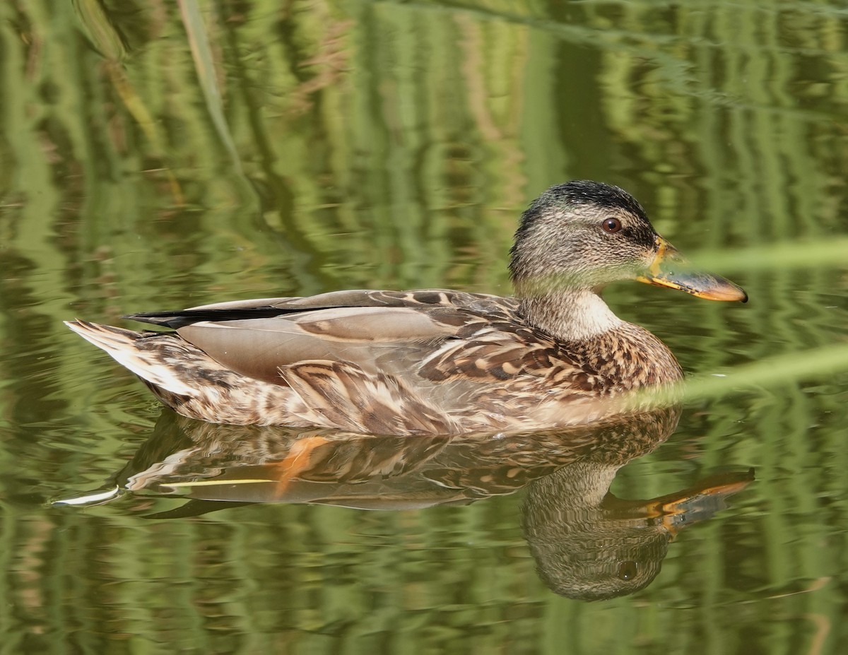 Mallard - ML640601625