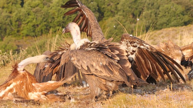Gänsegeier - ML640601626