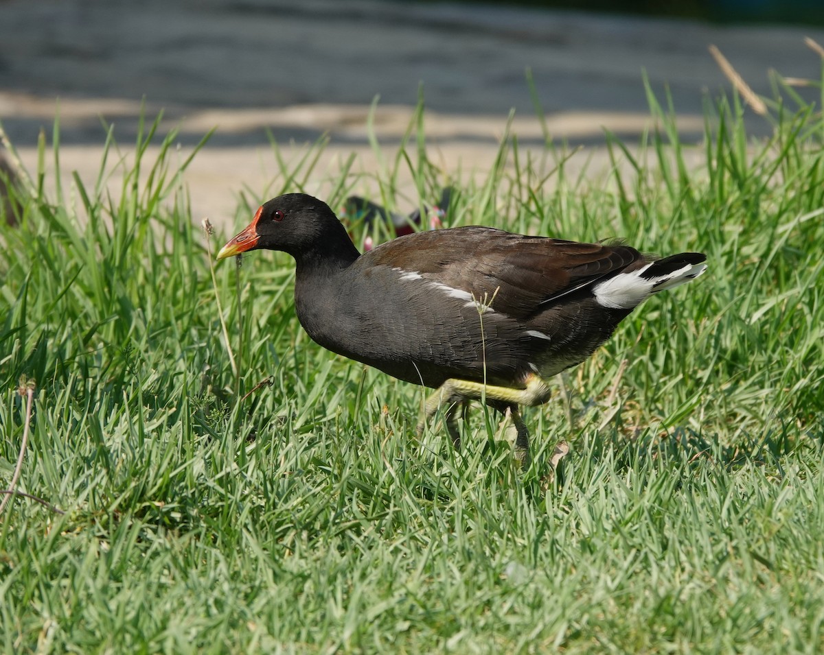 Eurasian Moorhen - ML640601628