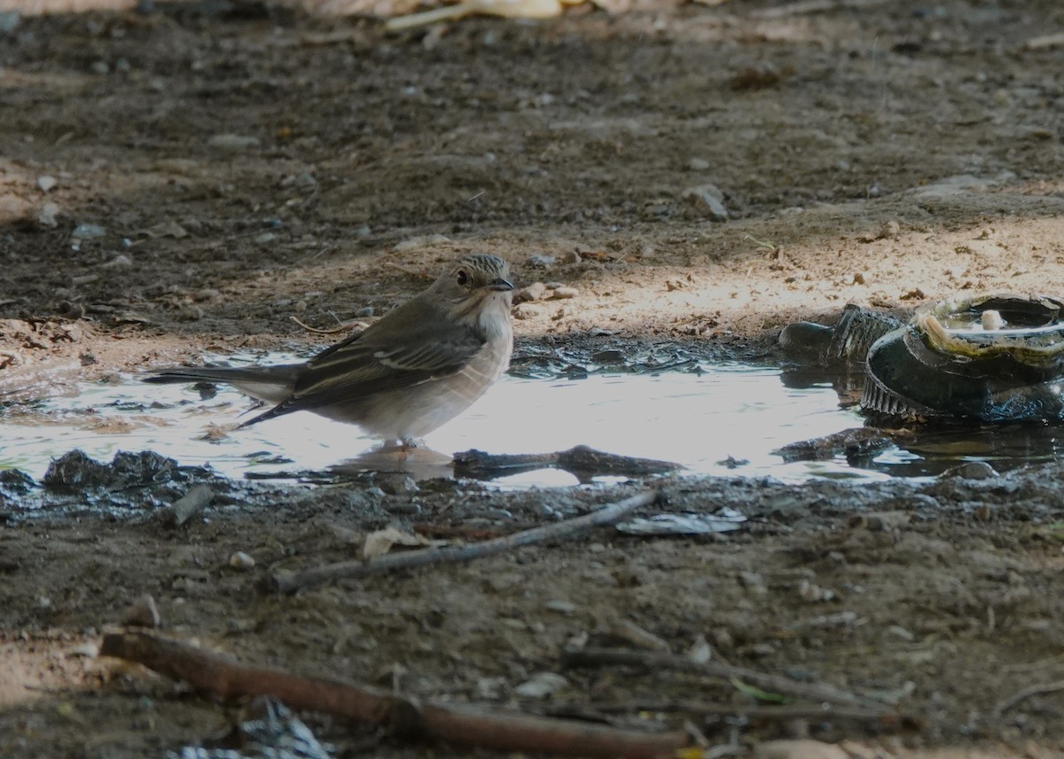 Spotted Flycatcher - ML640601629