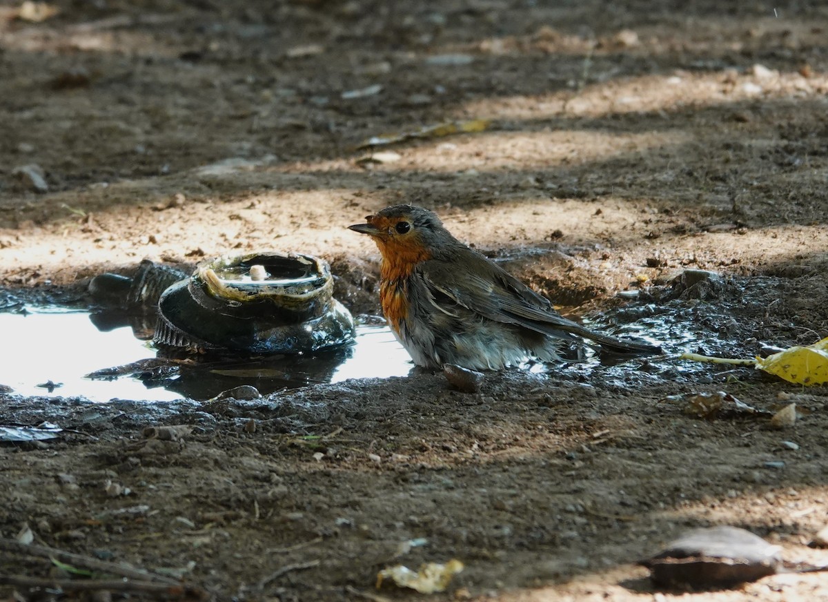 European Robin - ML640601630