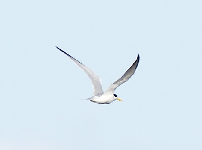 Yellow-billed Tern - ML640601642