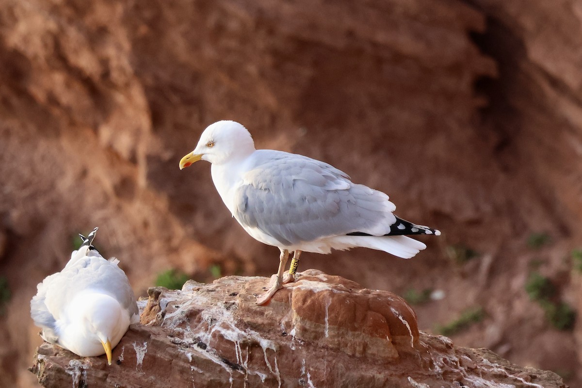 European Herring Gull - ML640601646