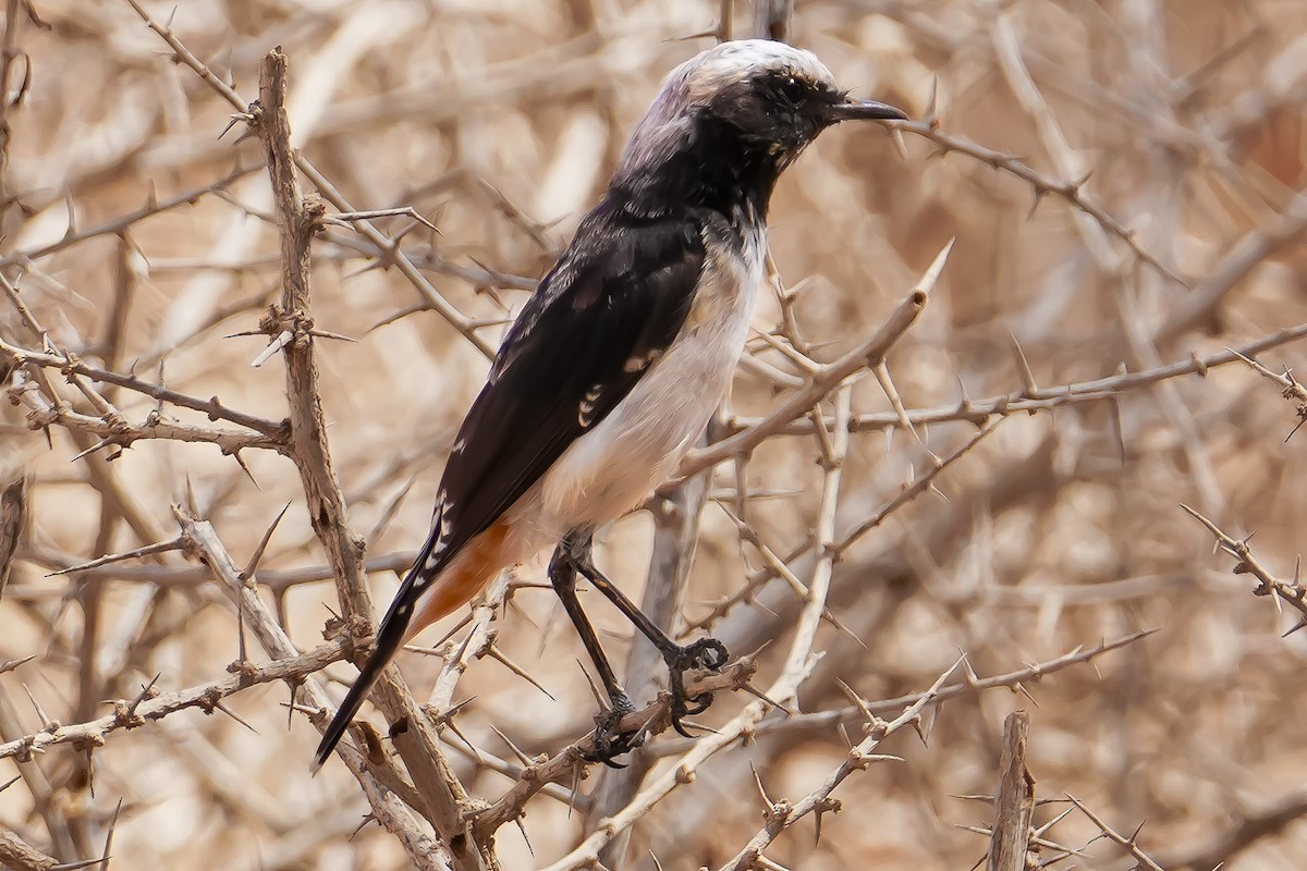 Mourning Wheatear - ML640601667
