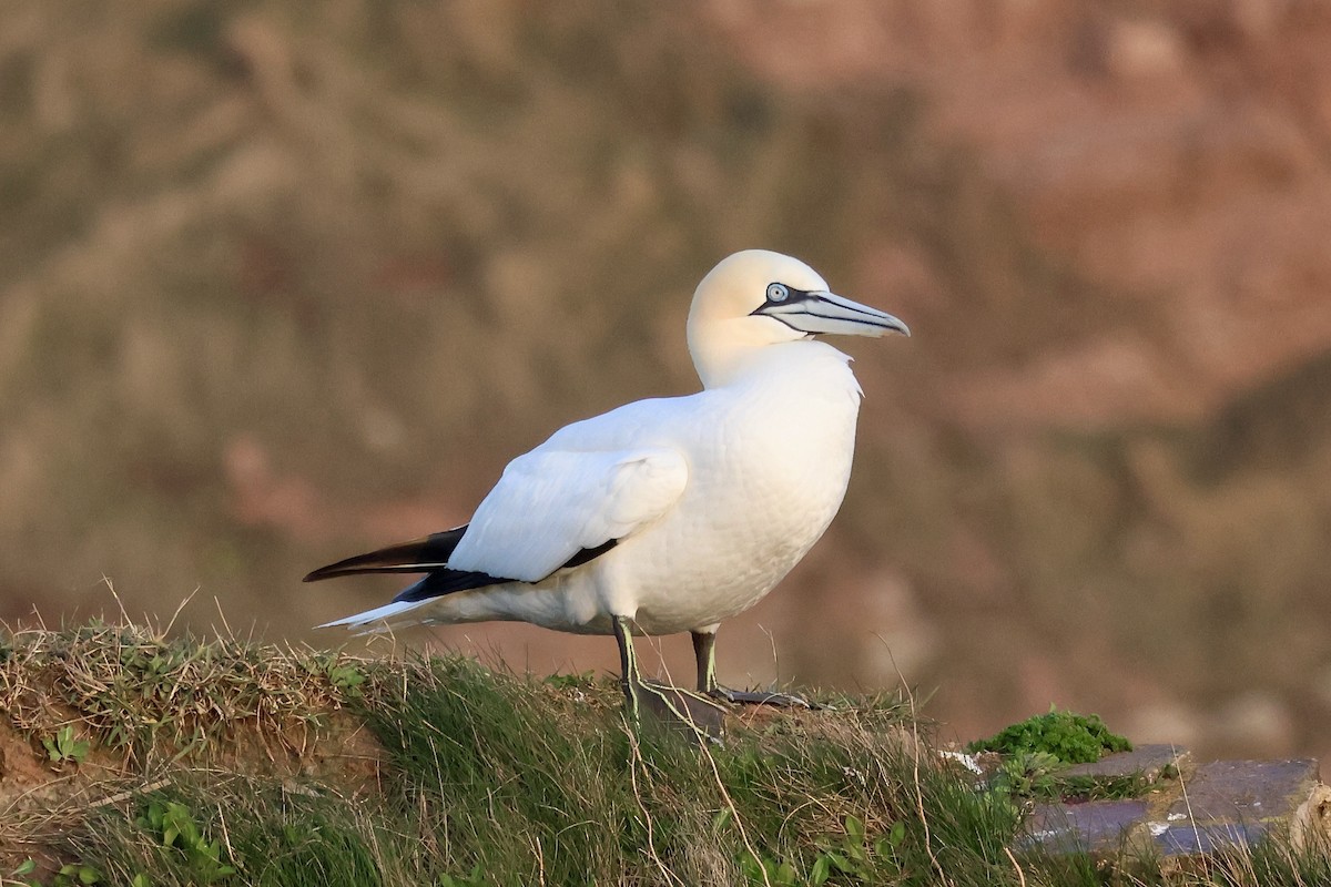 Northern Gannet - ML640601690