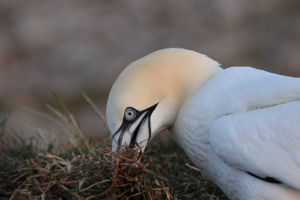 Northern Gannet - ML640601692