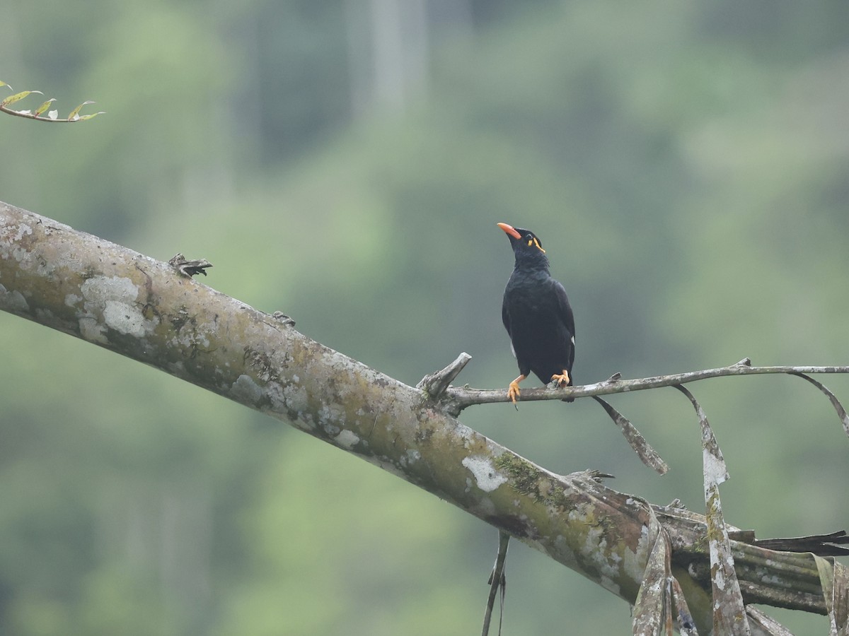 Southern Hill Myna - ML640601702