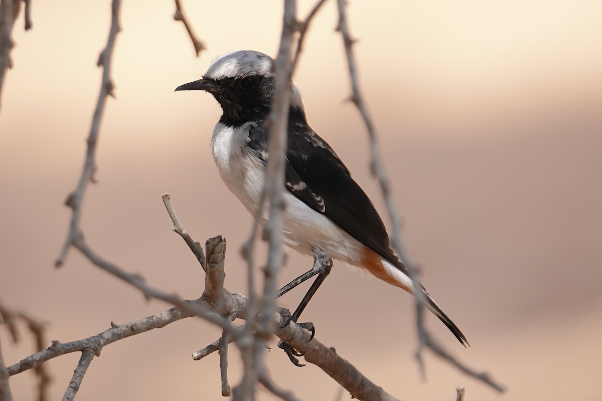 Mourning Wheatear - ML640601722