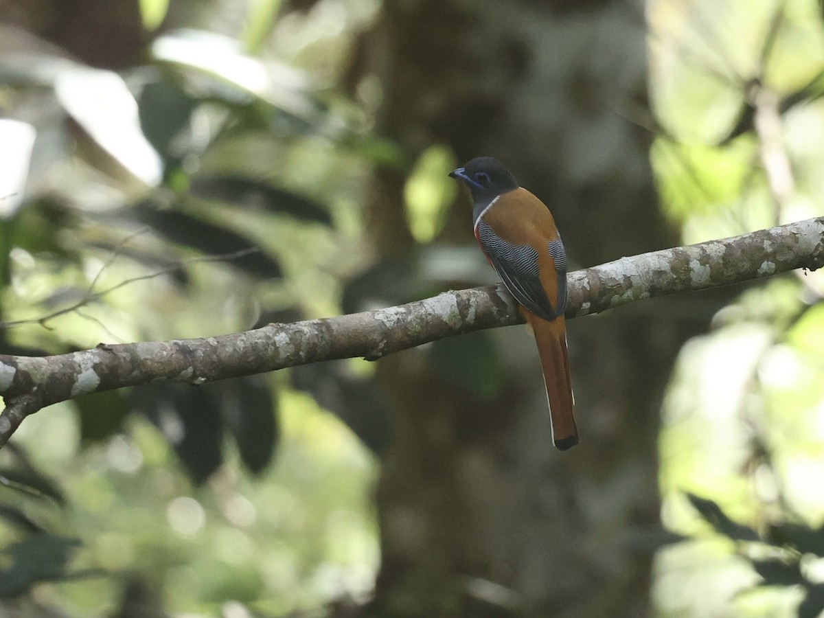 Trogon de Malabar - ML640601772
