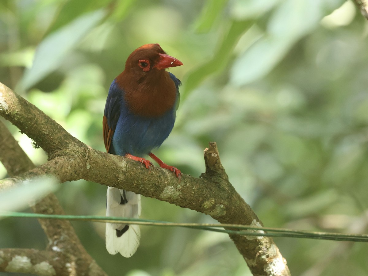 Sri Lanka Blue-Magpie - ML640601795