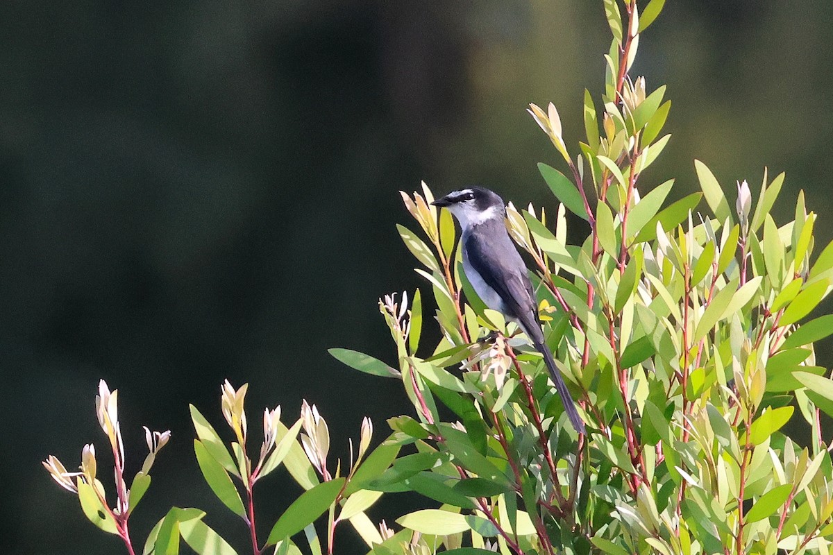 Ryukyu Minivet - ML640601805