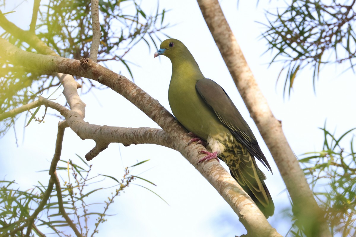 Whistling Green-Pigeon - ML640601808