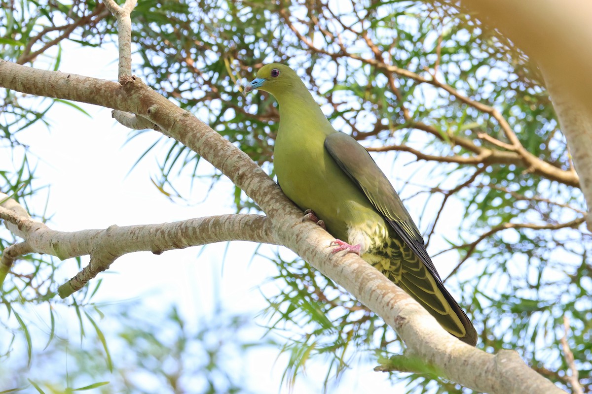 Whistling Green-Pigeon - ML640601809