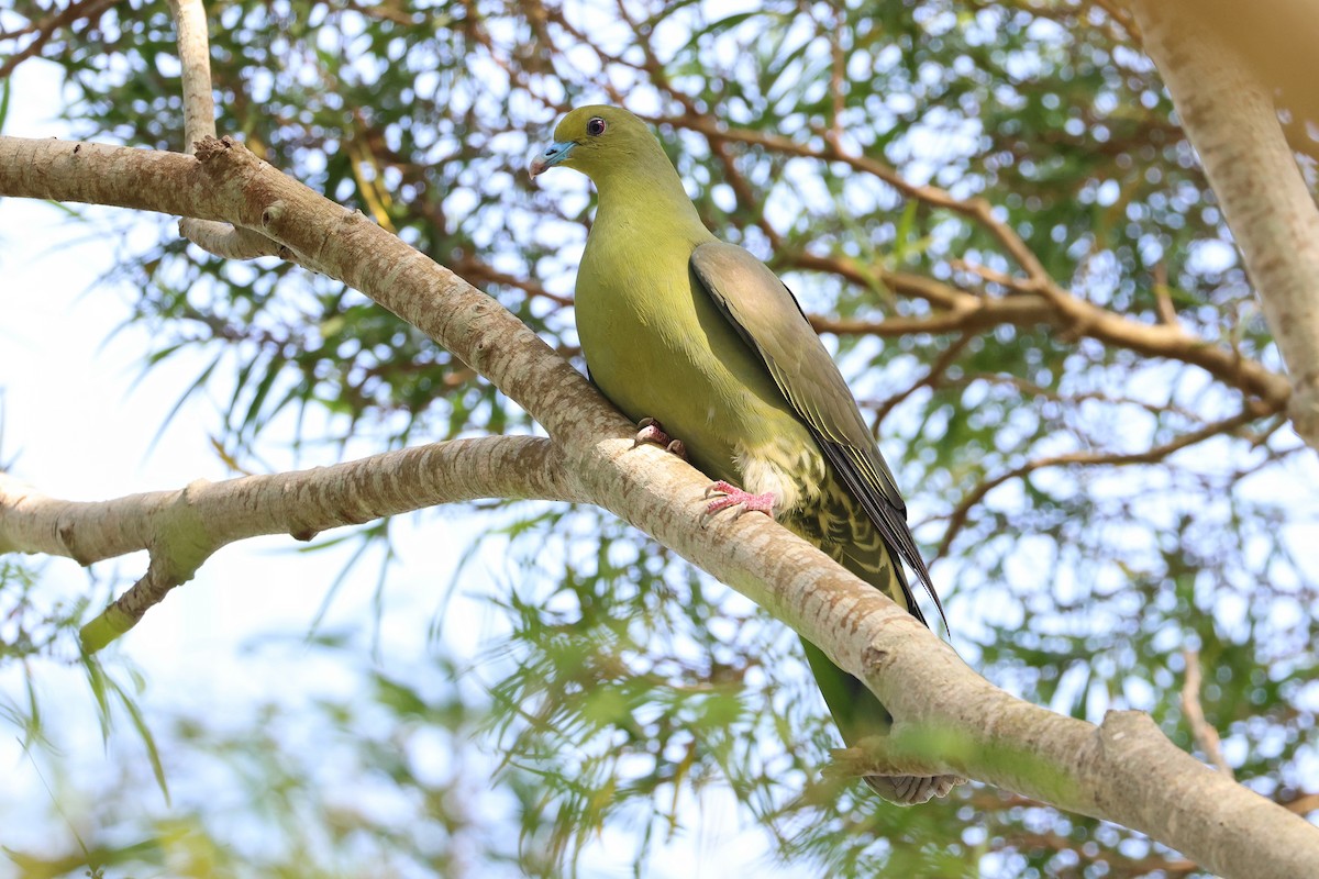 Whistling Green-Pigeon - ML640601810
