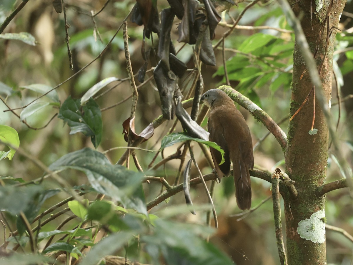 Ashy-headed Laughingthrush - ML640601816