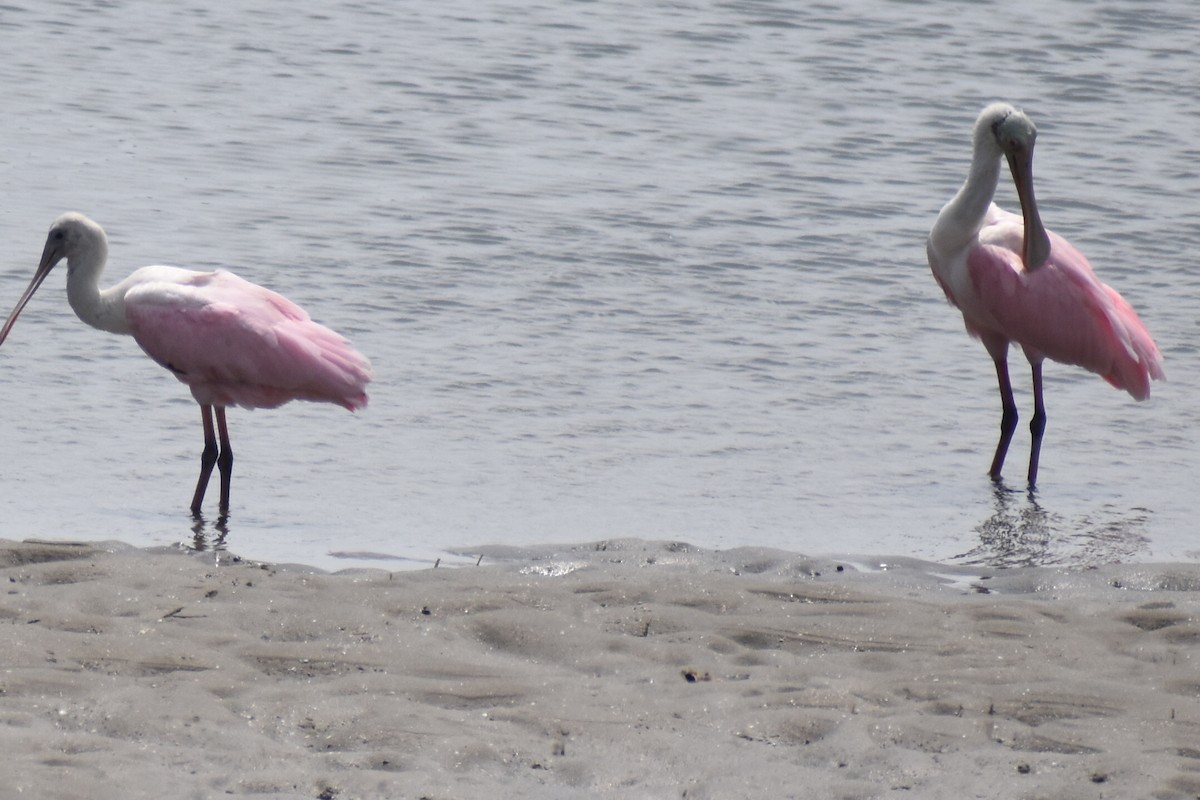 Roseate Spoonbill - ML640601893