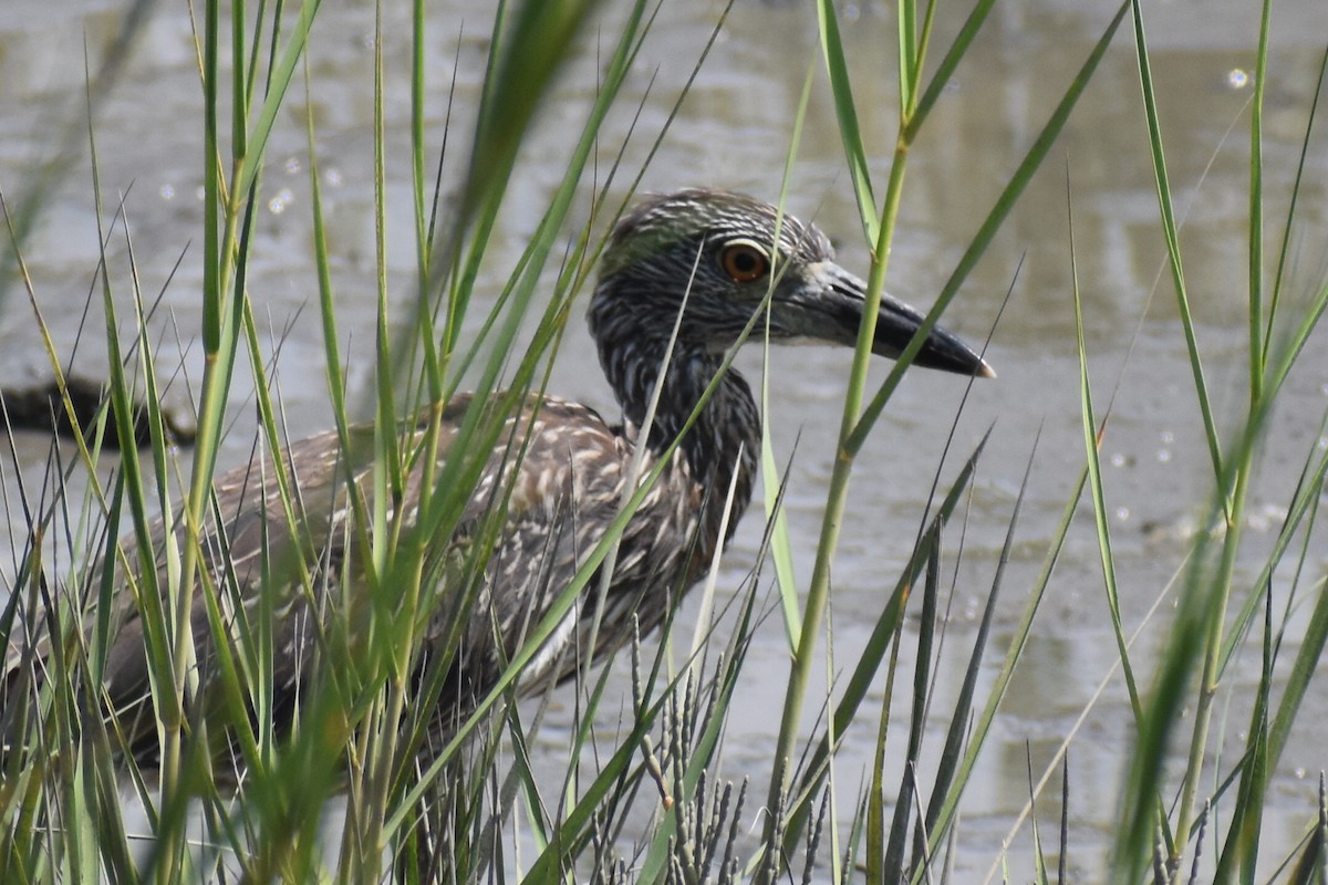 Yellow-crowned Night Heron - ML640601896