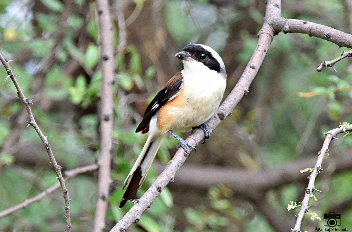 rustvarsler - ML640601899