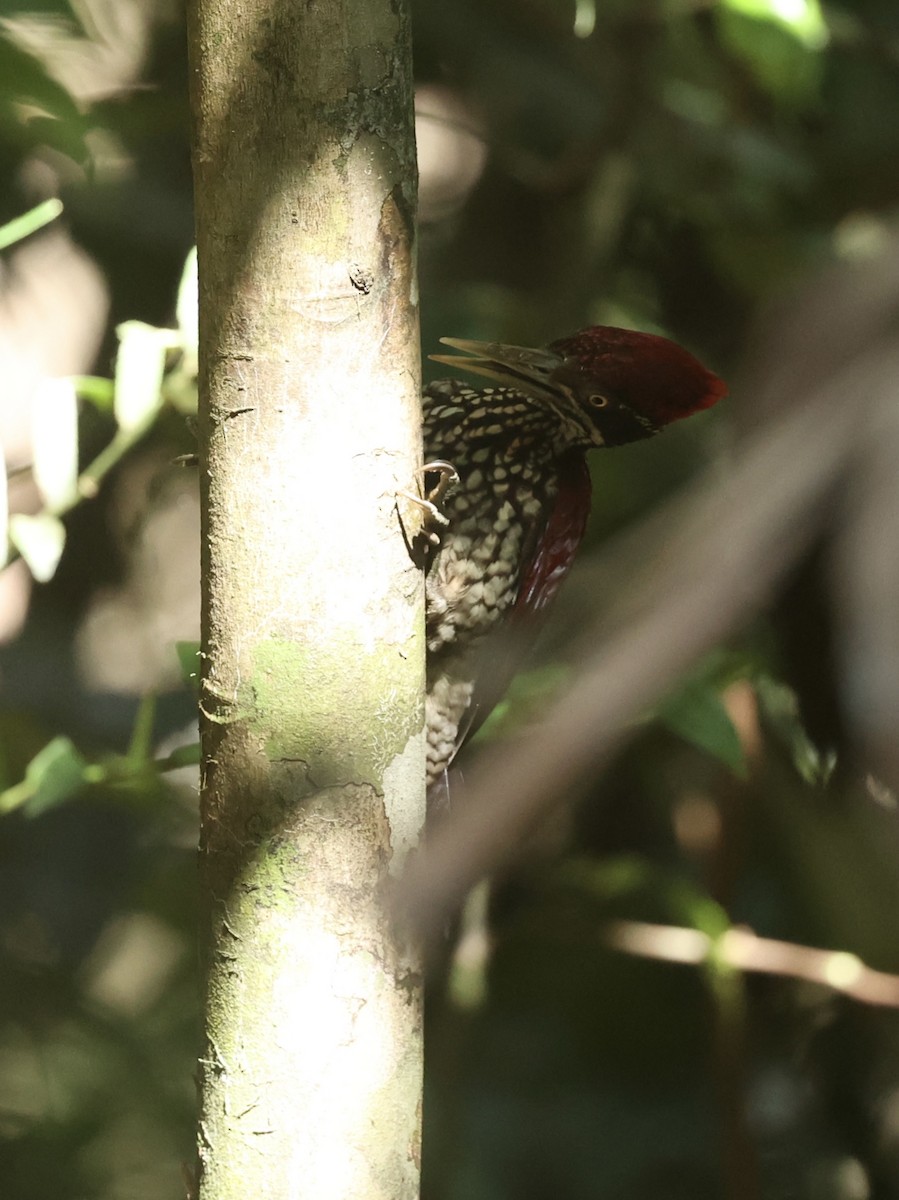 Crimson-backed Flameback - ML640601936