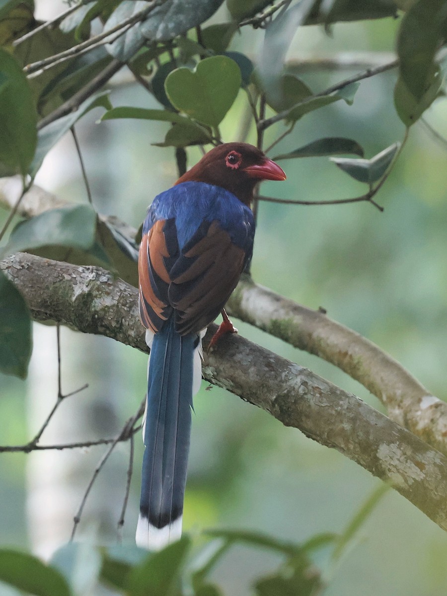 Sri Lanka Blue-Magpie - ML640601937