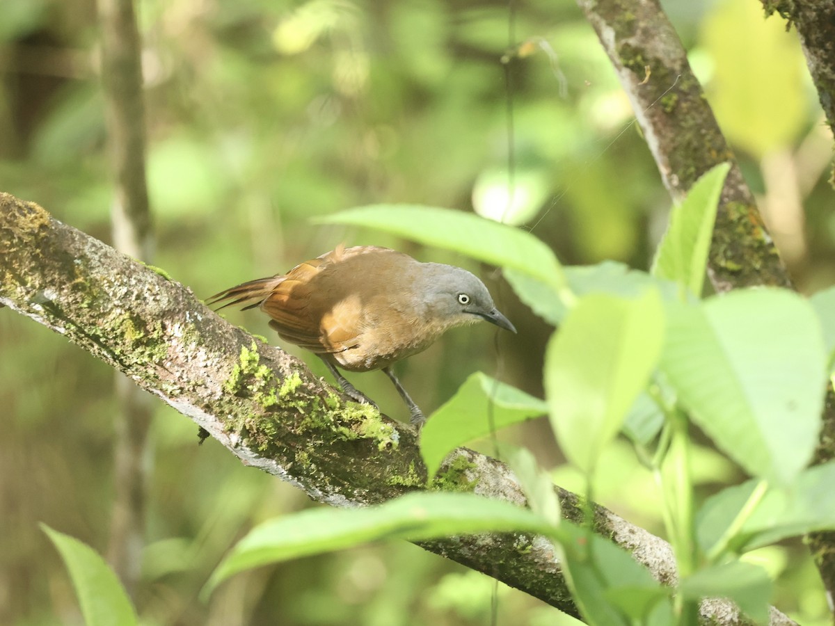 Ashy-headed Laughingthrush - ML640601947