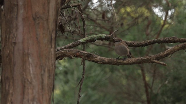 Dusky Robin - ML640601948
