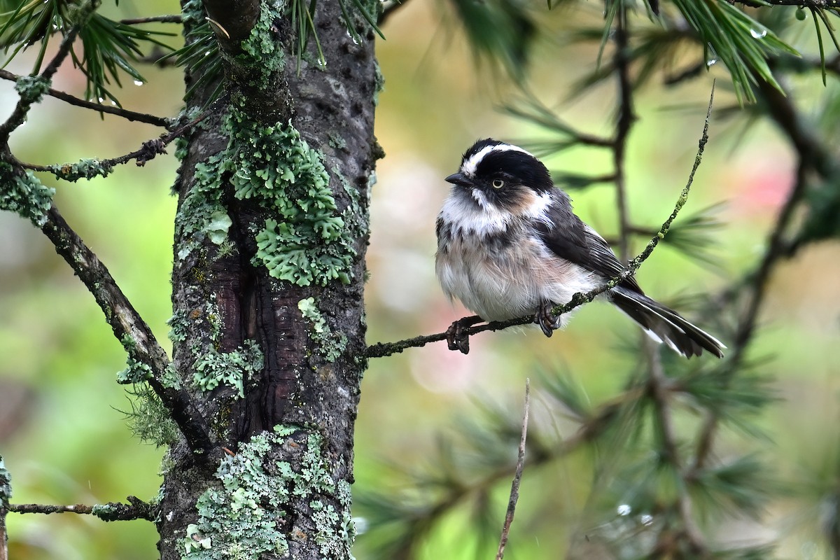 Black-browed Tit (Black-browed) - ML640601949