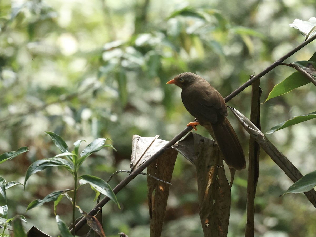Orange-billed Babbler - ML640601952