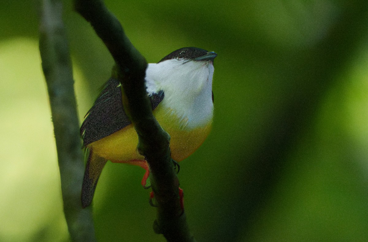 White-collared Manakin - ML640602056