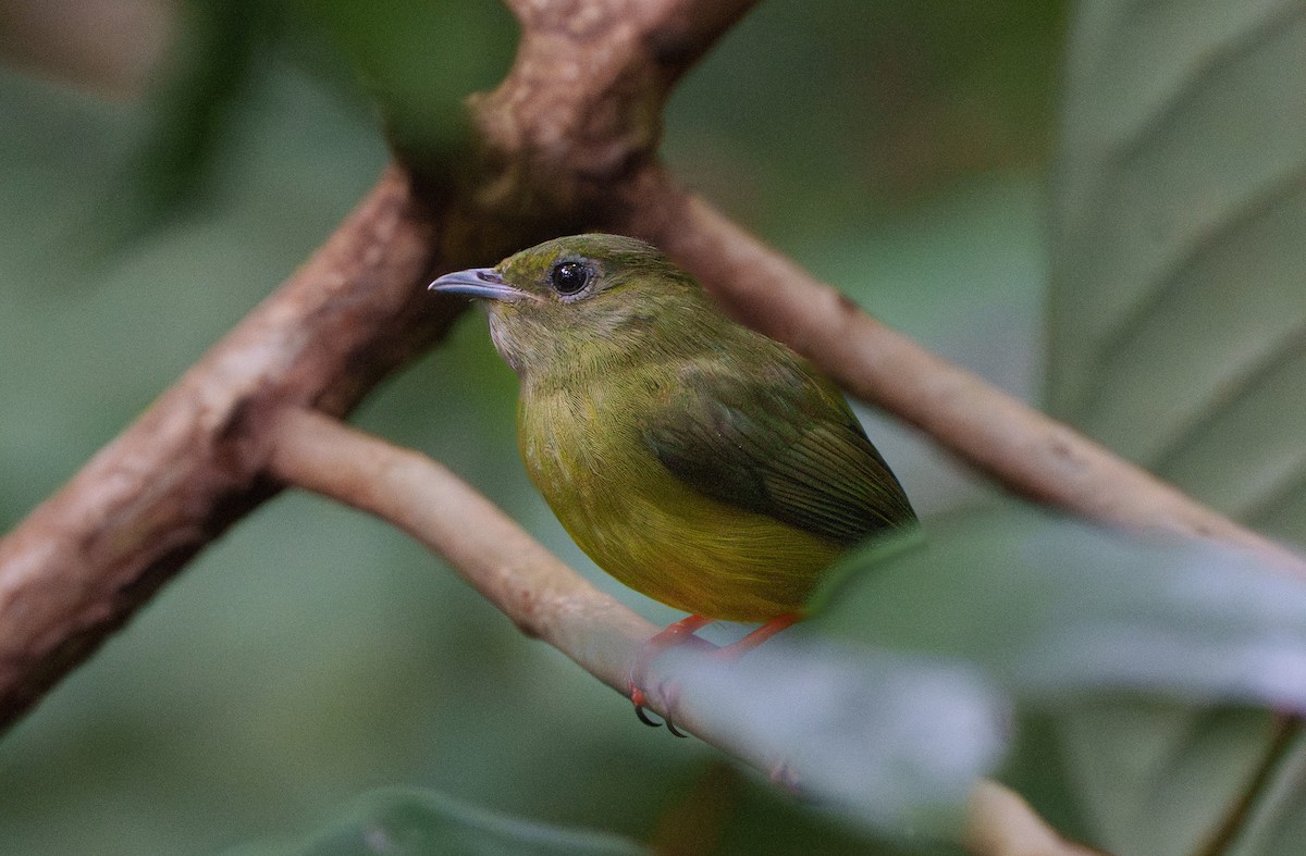 White-collared Manakin - ML640602058