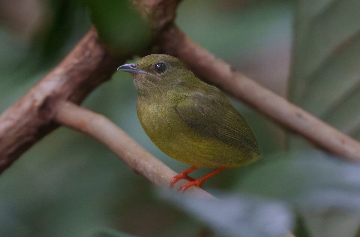 White-collared Manakin - ML640602061