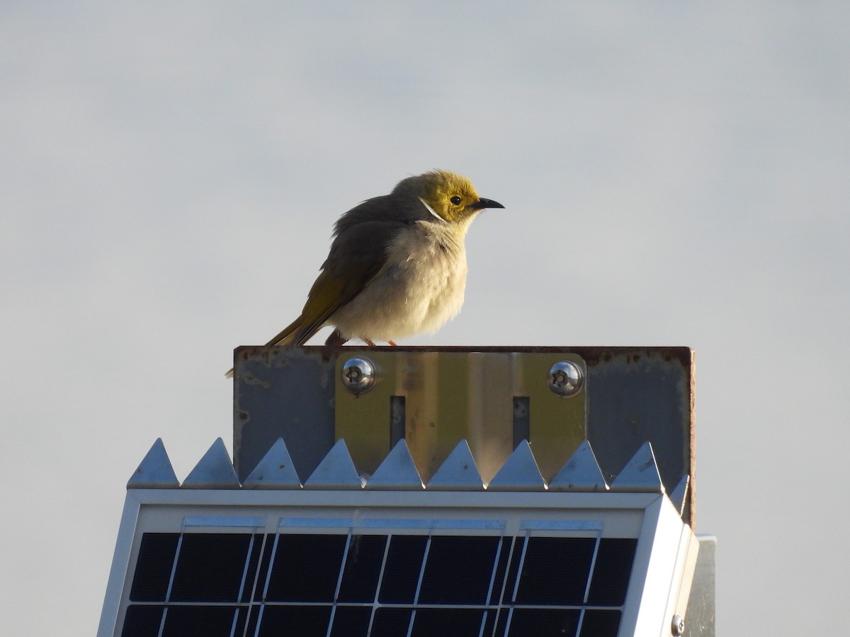 White-plumed Honeyeater - ML640602093