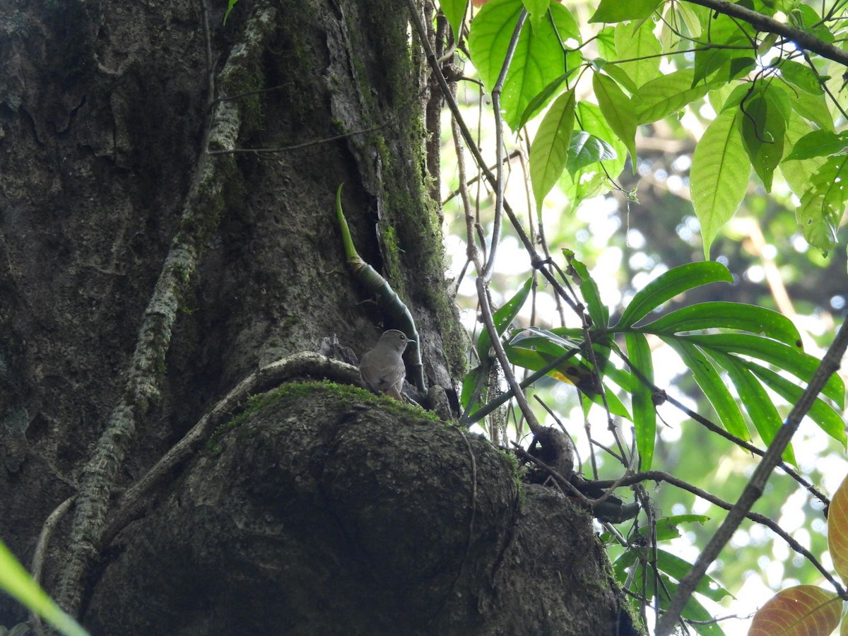 Pale Blue Flycatcher - ML640602127